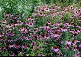 Flowers-Bee Feed Mix